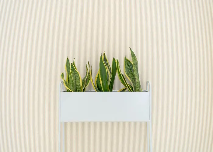 Sonia's * Ναζαρέ